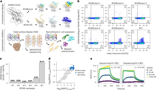 Figure from “Sequence and structural determinants of efficacious de novo chimeric antigen receptors”
