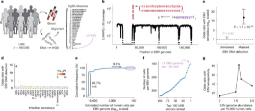 Figure from “Population-scale sequencing resolves determinants of persistent EBV DNA”
