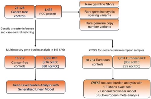 Figure from “Integrative Analysis of Germline Rare Variants in Clear and Non–clear Cell Renal Cell Carcinoma”