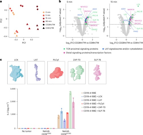 Figure from “Engineering T cells with a membrane-tethered version of SLP-76 overcomes antigen-low resistance to CAR T cell therapy”